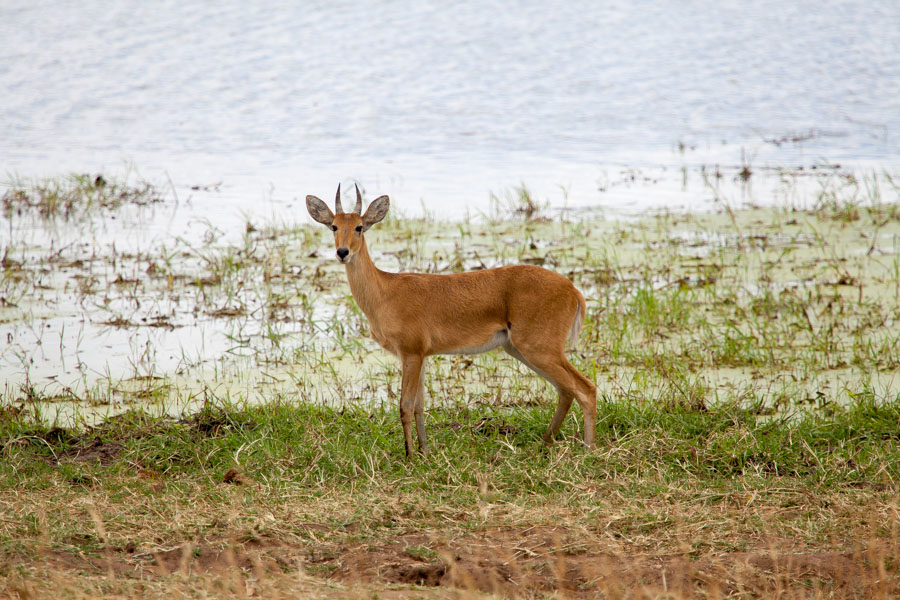 safarioct2013-10