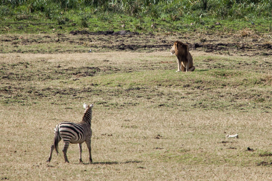 safarioct2013-25