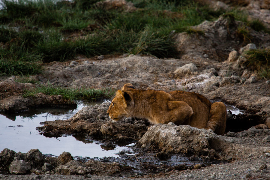 safarioct2013-53